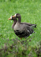 Greenland White-fronted Geese