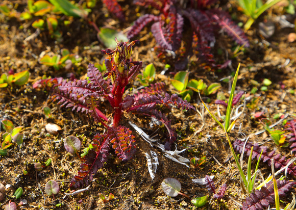 Red-tipped Lousewort