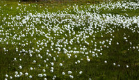 Field of Cottongrass