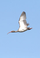 White Ibis, imm., Caw-Caw