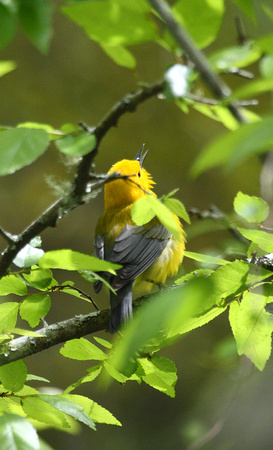 Prothonotary Warbler at 4-hole Swamp