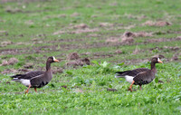 Whitefronts