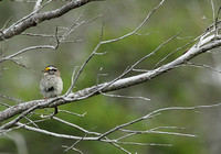 White-throated Sparrow in its bush