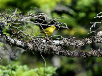 Yellow Warbler, Gros Morne NP