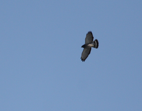Broad-winged Hawk, Caw-Caw