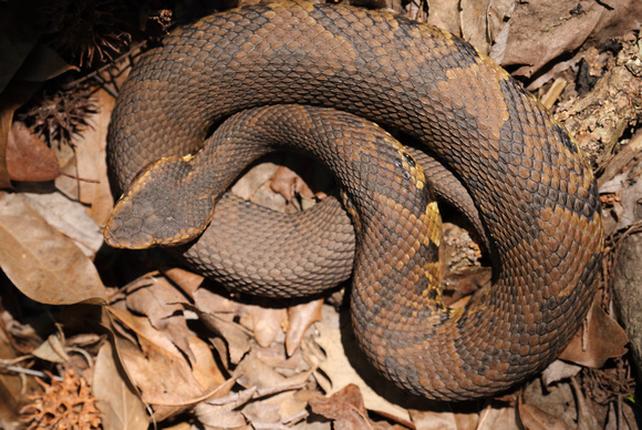 Cottonmouth, Francis Beidler Forest
