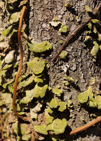 Lichen on tree, Francis Beidler Forest
