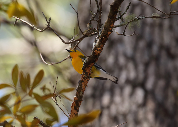 Prothonotary Warbler, Francis Beidler