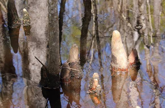 Bald Cypress knees, Francis Beidler Forest