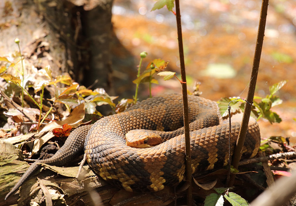 Cottonmouth, Francis Beidler Forest