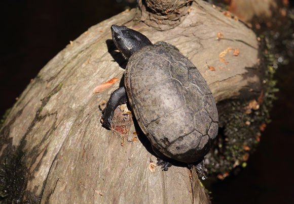 E. Musk Turtle, Francis Beidler Forest