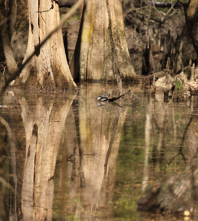 Turtle in swamp, Congaree NP