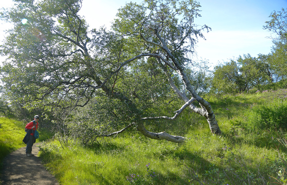 A large birch tree.