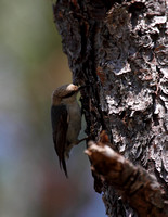 Brown-headed Nuthatch, Francis Marion NF, Charleston