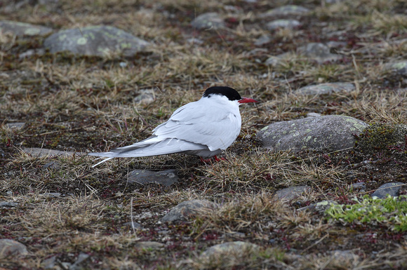 Arctic Tern, Jokulsarlon, S. Iceland