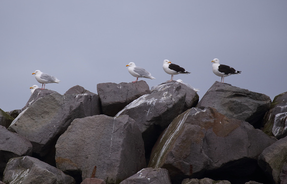 Glaucous Gulls (left), Gt-Blk-Bk Gulls (right)