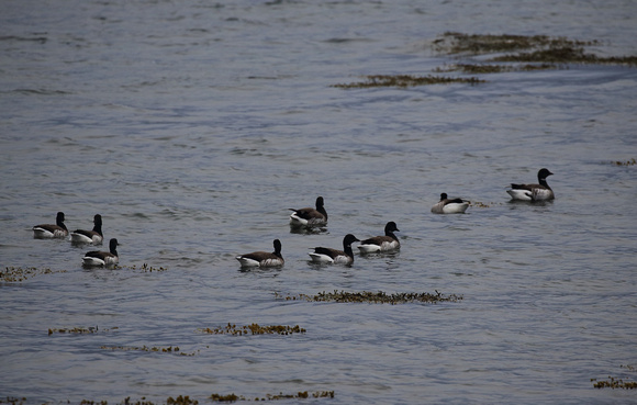 Brent Geese, West Iceland
