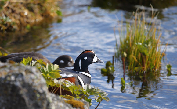 Harlequin Ducks, Lake Myvatn