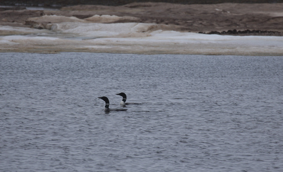 Gt Northern Divers/Common Loons