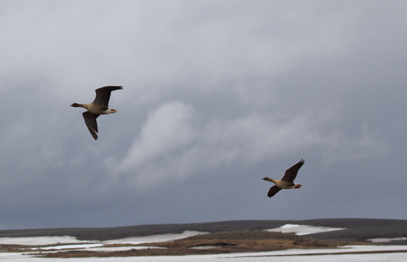 Pink-footed Goose, NE Iceland