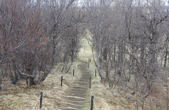 Steps through birch wood, Hof∂i, Myvatn