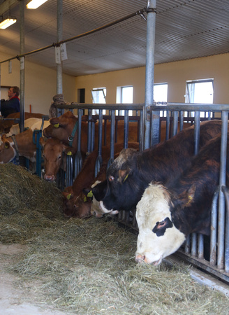 Cow barn at Vogafjos