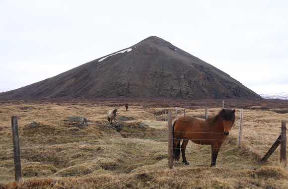 Horses, Vindbelgjarfjall, Myvatn