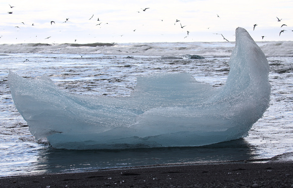 Blue iceberg on beach, Jokulsarlon