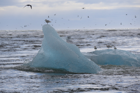 Blue icebergs on sea, Jokulsarlon