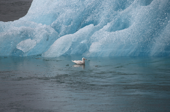 Gull and blue iceberg, Jokulsarlon