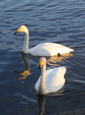 Whooper Swans, Reykjavik