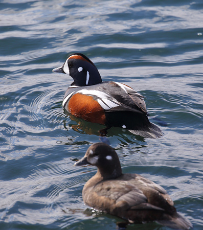 Harlequin Ducks, Lake Myvatn