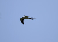 Swallow-tailed Kite, Francis Marion NF, Charleston