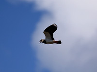 (Northern) Lapwing, in alarm flight, Tory