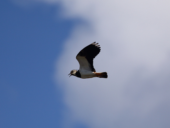 (Northern) Lapwing, in alarm flight, Tory