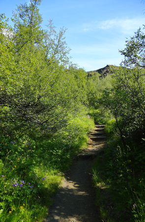 Path through birch forest
