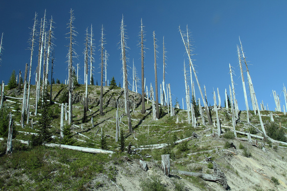 Mt. St. Helens Blast zone trees with standing sentries