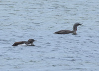 Red-throated Loon and chick, near Kopasker