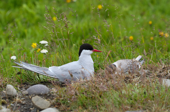 Arctic Tern and chick