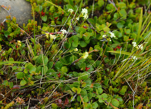Arctic tundra plants, Dwarf Birch