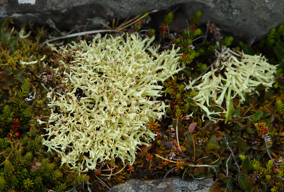 Clavonia (Reindeer moss lichen) on tundra