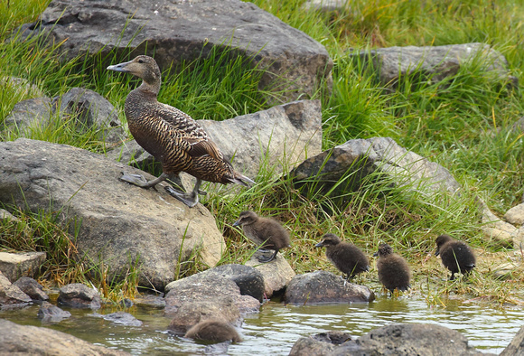 Make way for Eider (ducklings)
