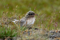 Arctic Tern chick