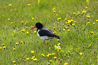 Out standing in its field: Oystercatcher