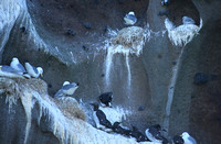 Seabirds nesting at Heimaey, Vestmanneyjar