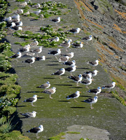 Greater and Lesser Black-backed Gulls
