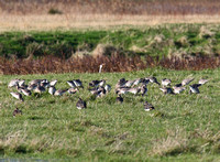 Godwits and Lapwings