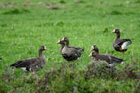Greenland White-fronted geese