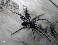 Dark Fishing Spider, Waccamaw R., near Conway SC