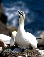 Gannet colony